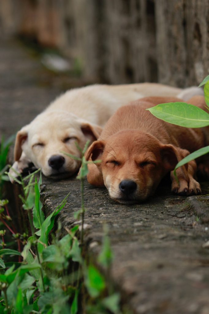 A tan and a gold puppy asleep.